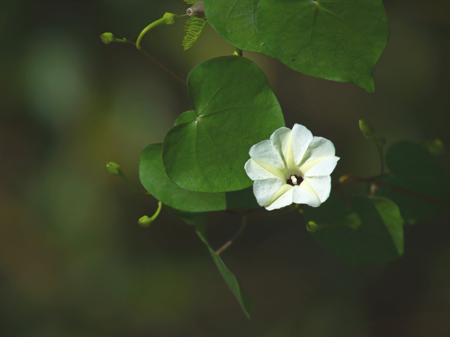 10 White CHRISTMAS VINE Turbina Flower Rivea Ipomoea Corymbosa Seeds