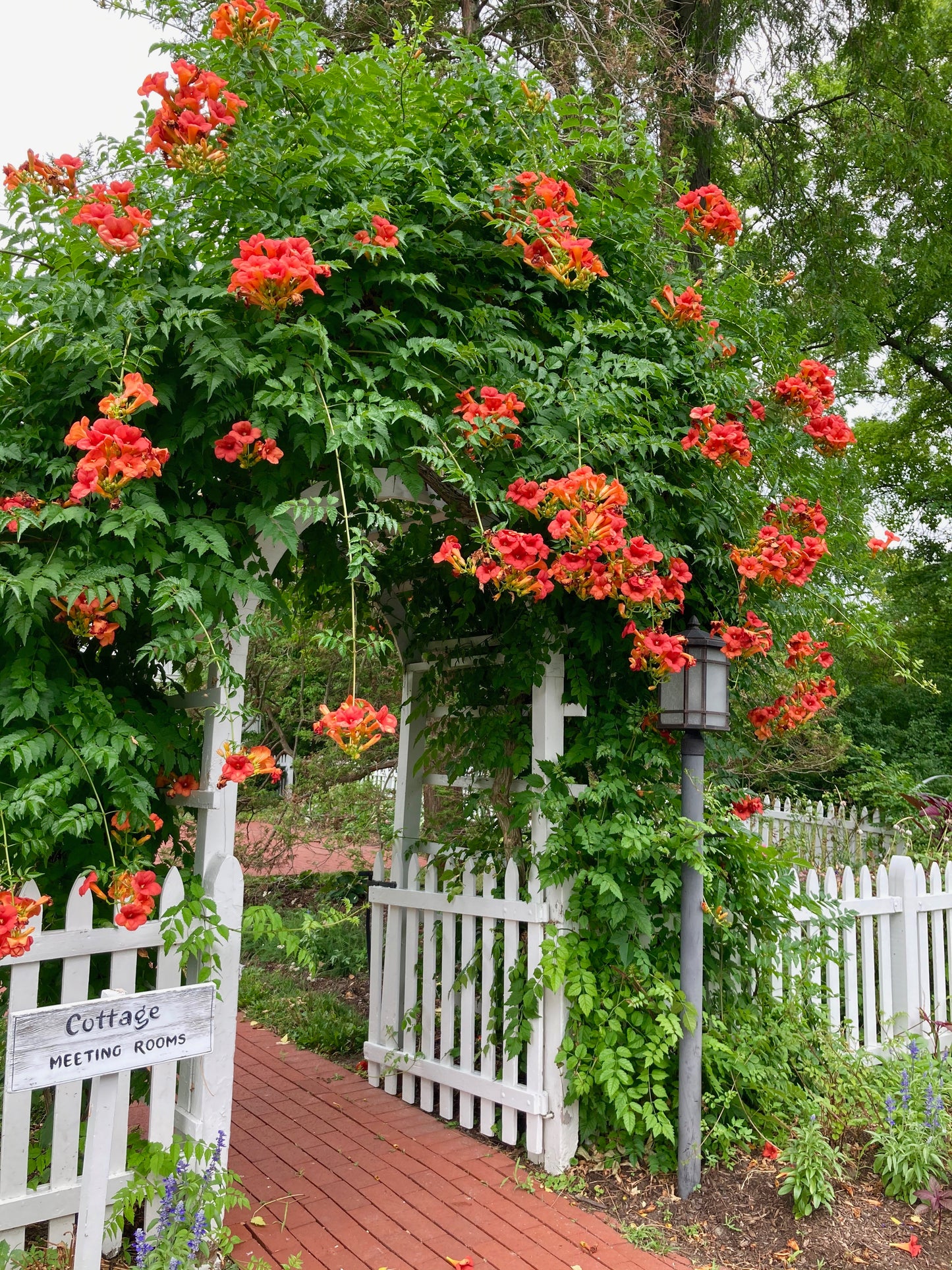 25 Orange HUMMINGBIRD TRUMPET CREEPER Campsis Radicans Vine Flower Seeds