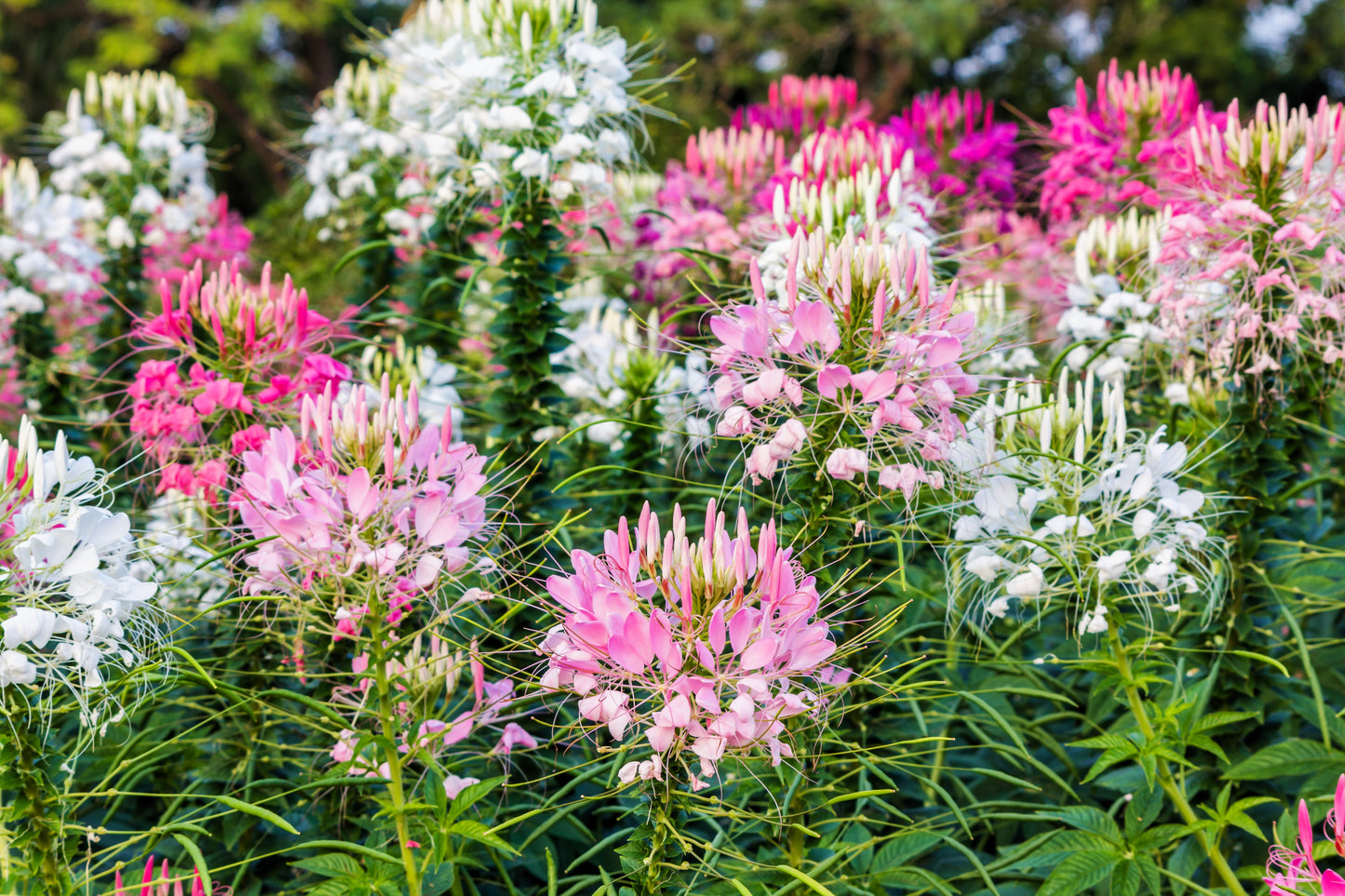 250 MIXED Colors QUEEN CLEOME (Spider Flower) Cleome Hassleriana Cleome Spinosa Flower Seeds