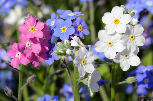 100 Mixed FORGET ME NOT Pink Blue White Mix Myosotis Alpestris Flower Seeds *Flat Shipping