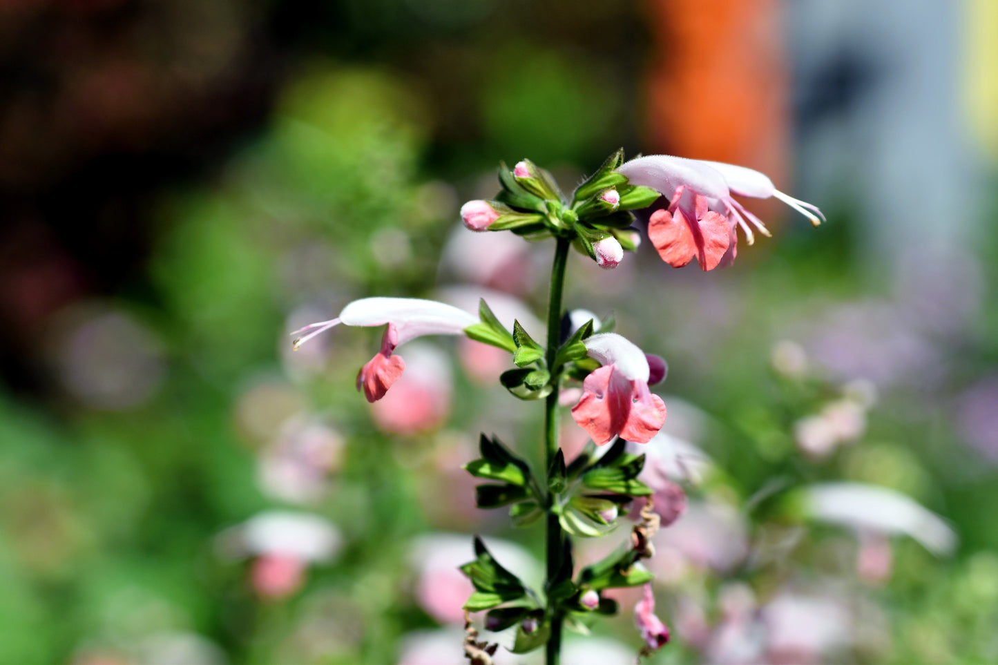 30 CORAL NYMPH SALVIA Coccinea Hummingbird Sage Flower Seeds