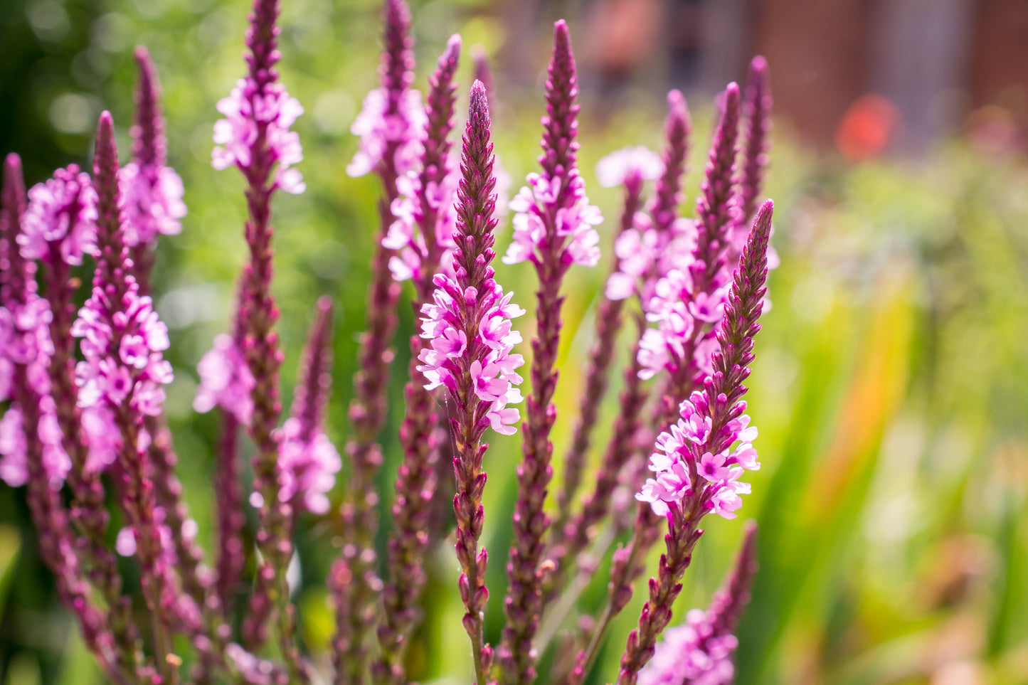 1000 Pink VERVAIN Verbena Hastata Rosea Flower Seeds