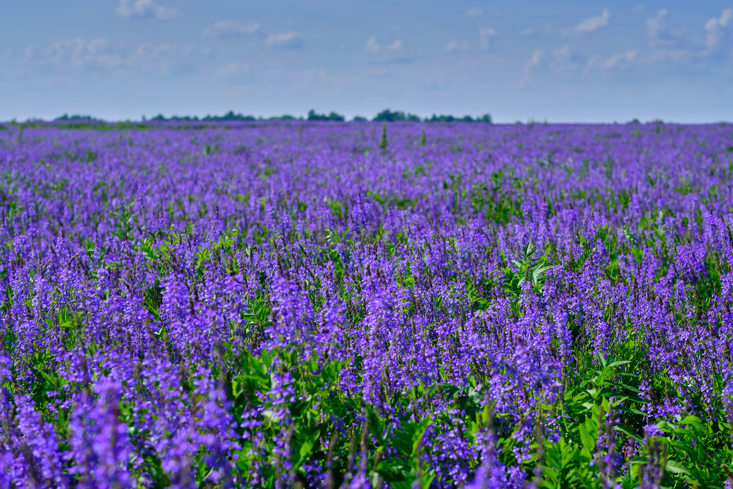 flower seeds ground cover 100 CIMARRON ALFALFA Medicago Sativa Ground Cover Forage Purple Flower – Seedville USA