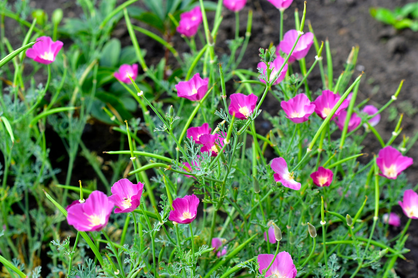 100 PURPLE Gleam CALIFORNIA POPPY Eschscholzia Californica Flower Seeds