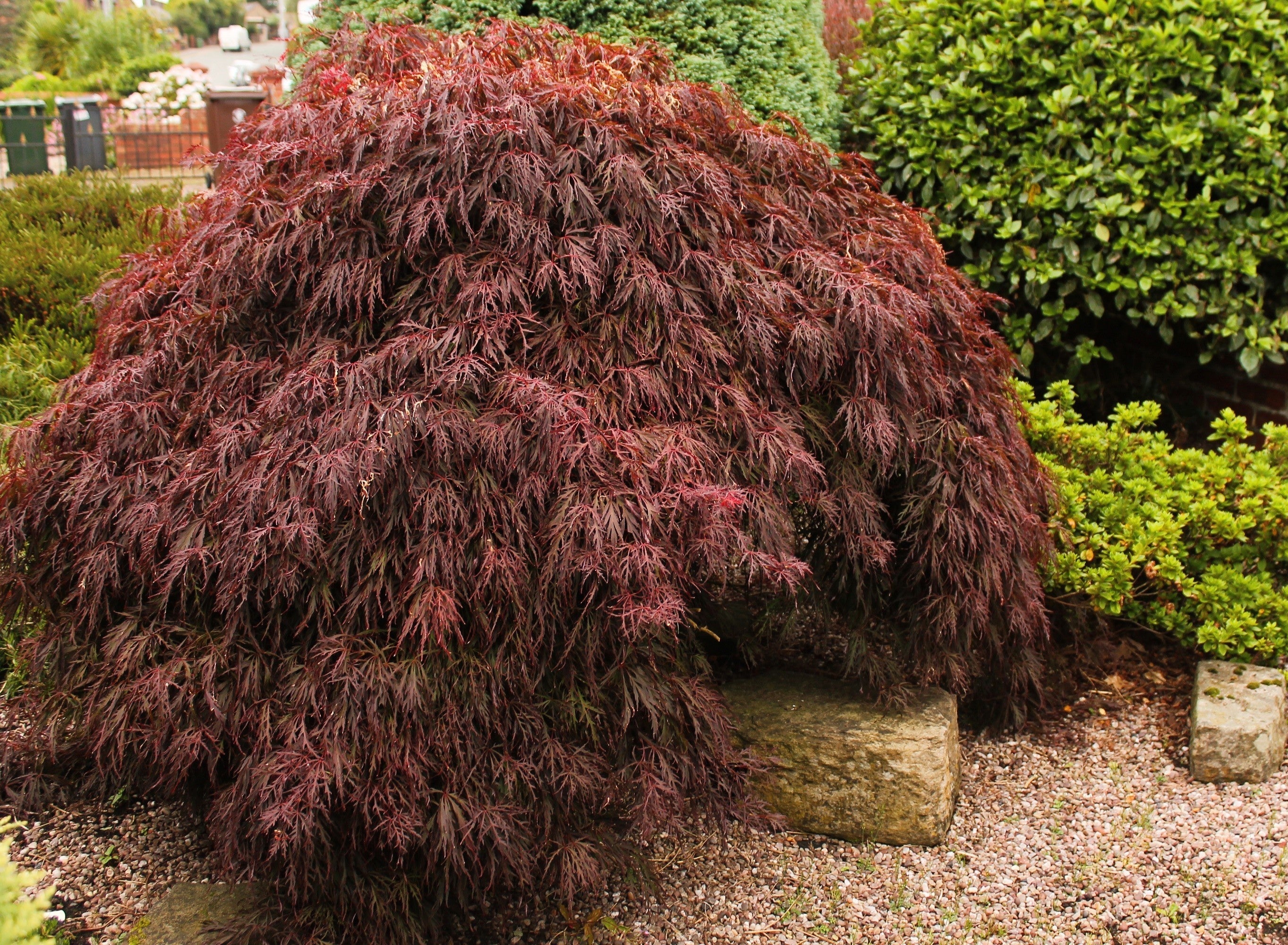 10 Red Dwarf Japanese LACELEAF MAPLE Tree Lace Blood Acer Palmatum