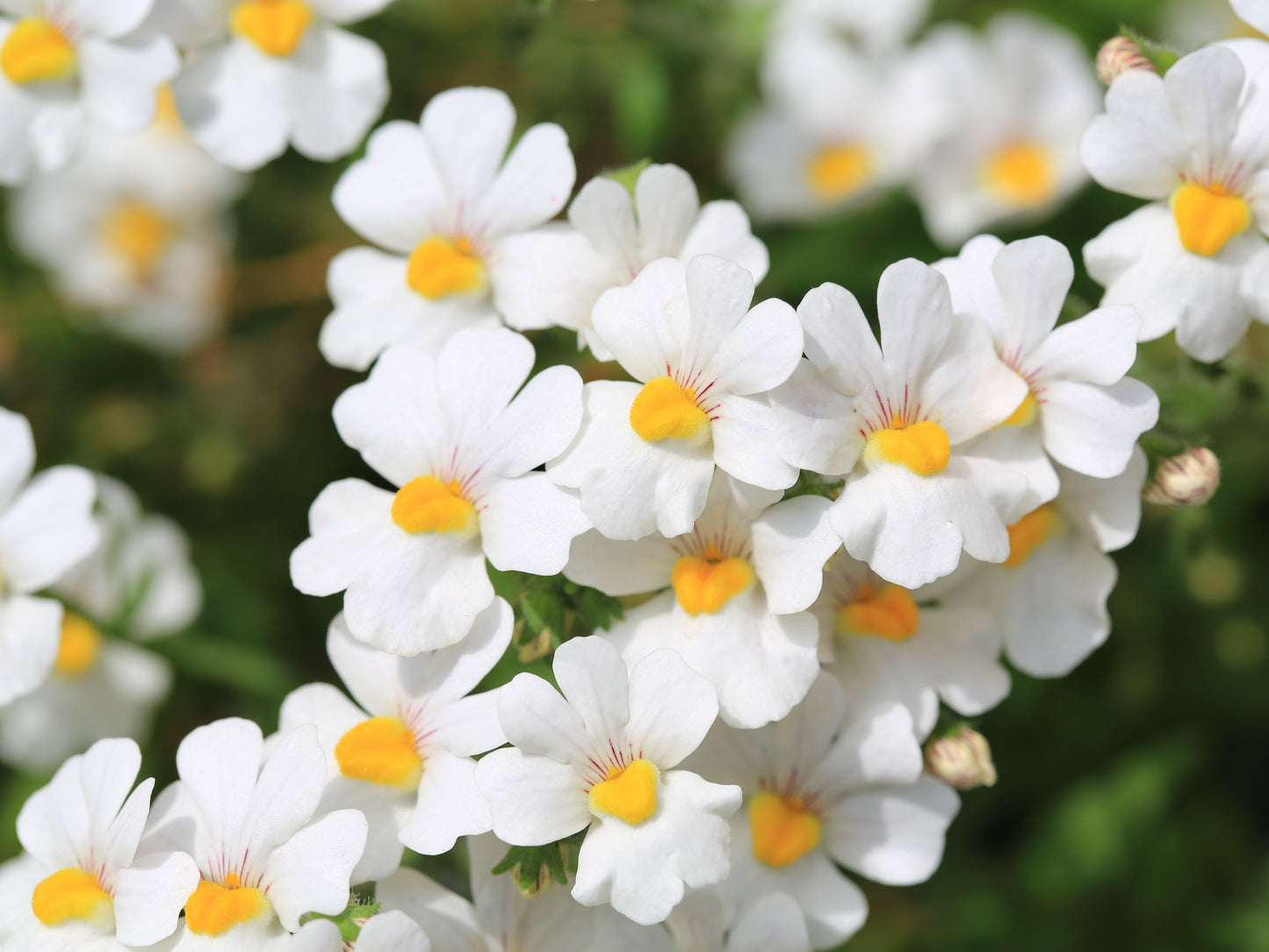 50 WHITE KNIGHT NEMESIA Strumosa Flower Seeds