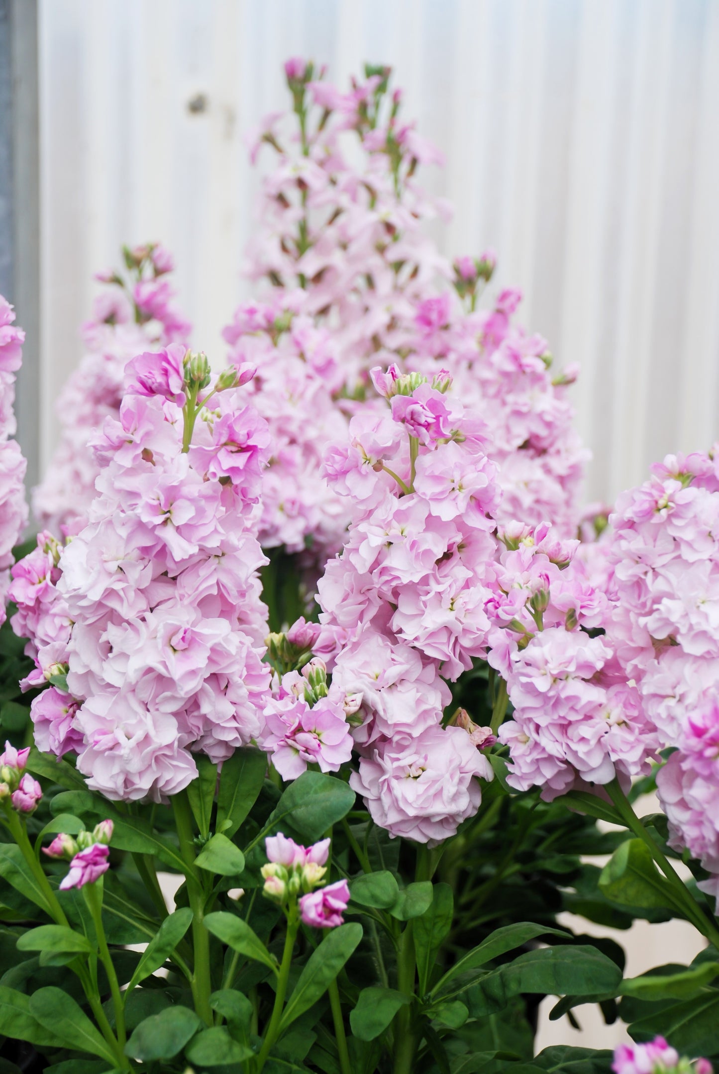 50 MIXED COLORS STOCK Matthiola Incana Ten-Week Gillyflower Blue White Pink Red Purple Seeds