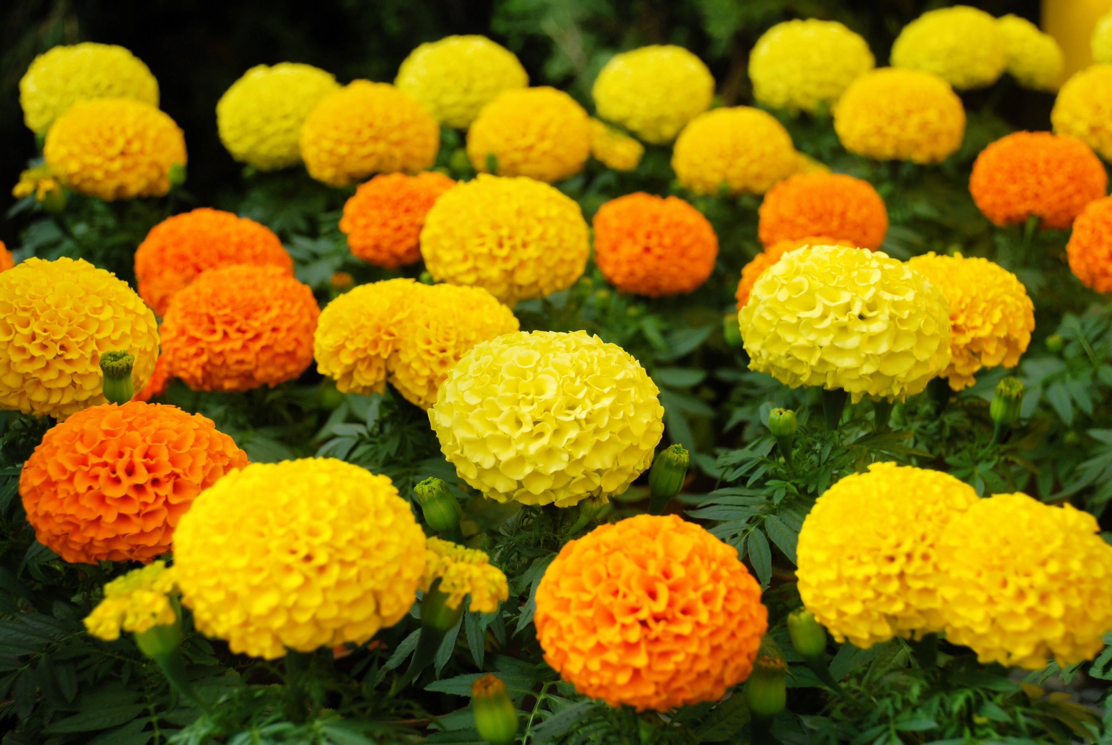 Seedville African Marigold Crackerjack - Thumbnail 3