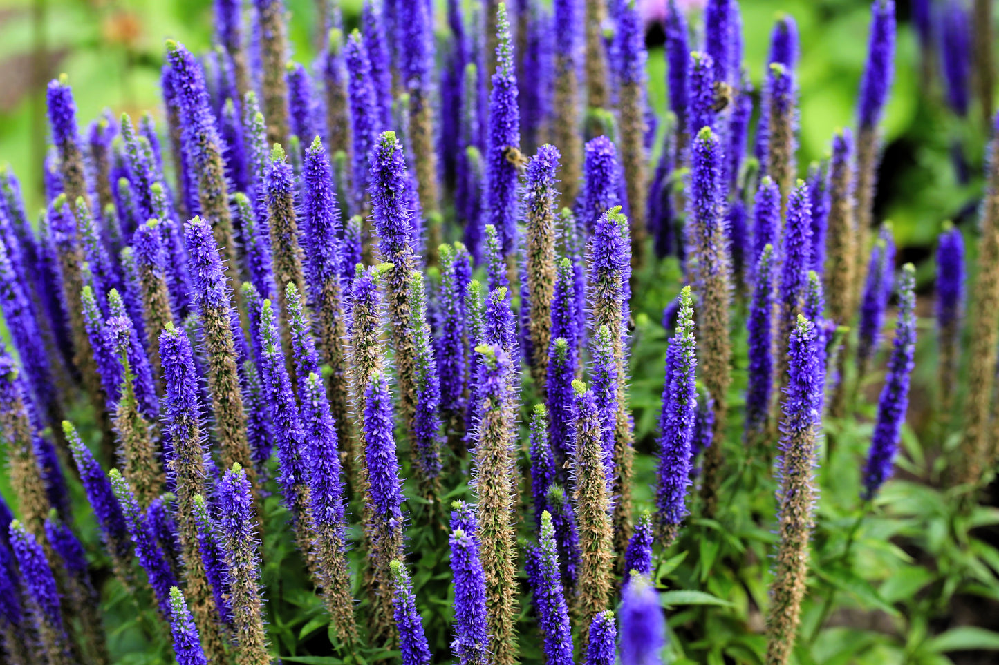 50 Mixed Colors VERONICA SIGHTSEEING MIXTURE (Spike Speedwell) Veronica Spicata Flower Seeds
