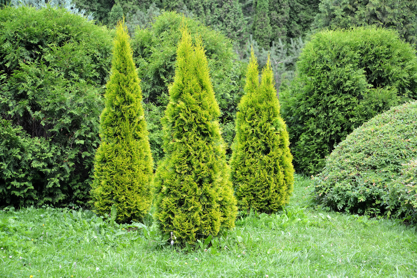 25 THUJA TREE Cedar Thuja Occidentalis Conifer Seeds