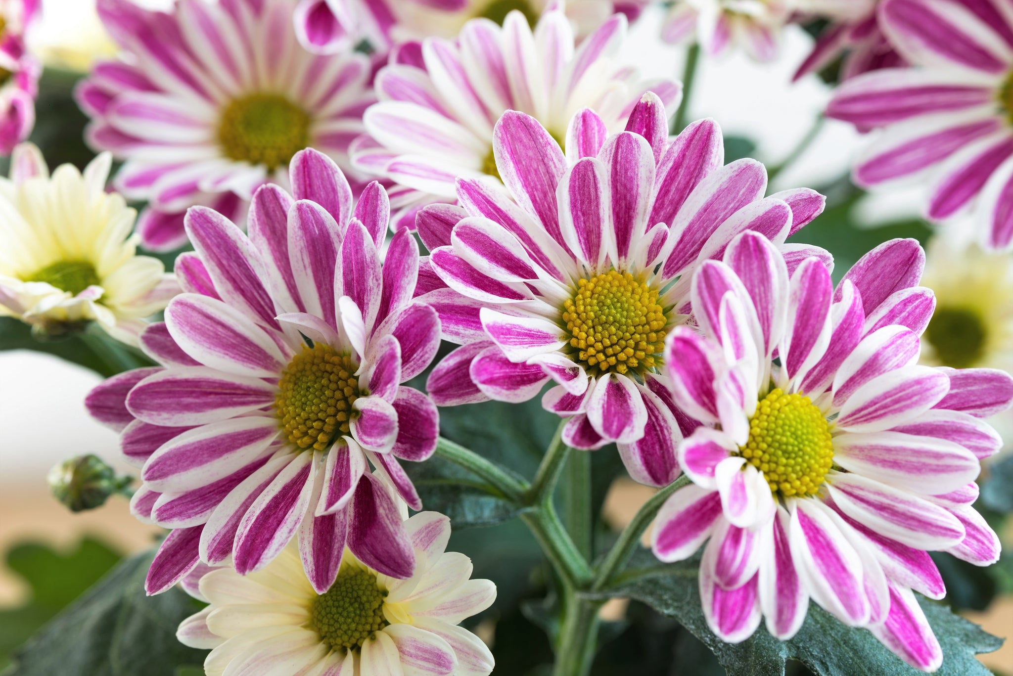 50 Mixed Colors INDIAN CHRYSANTHEMUM Indicum Hardy Mum Double Red Yell ...