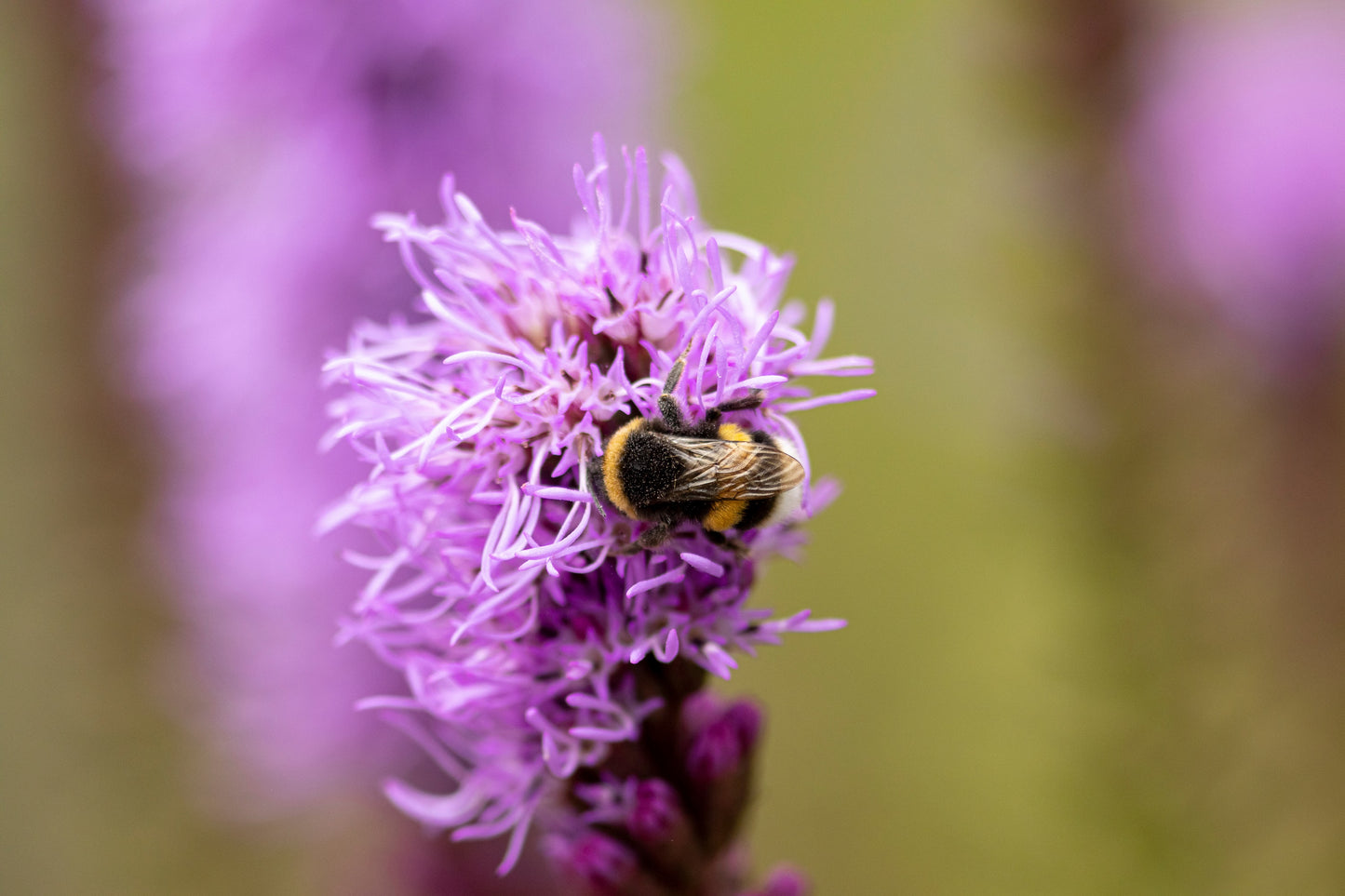 500 Purple BLAZING STAR Gayfeather LIATRIS Spicata Flower Seeds