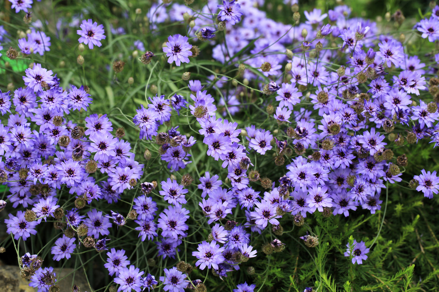 20 Blue CUPIDS DART aka ' LOVE plant ' Catananche Caerulea Flower Seeds