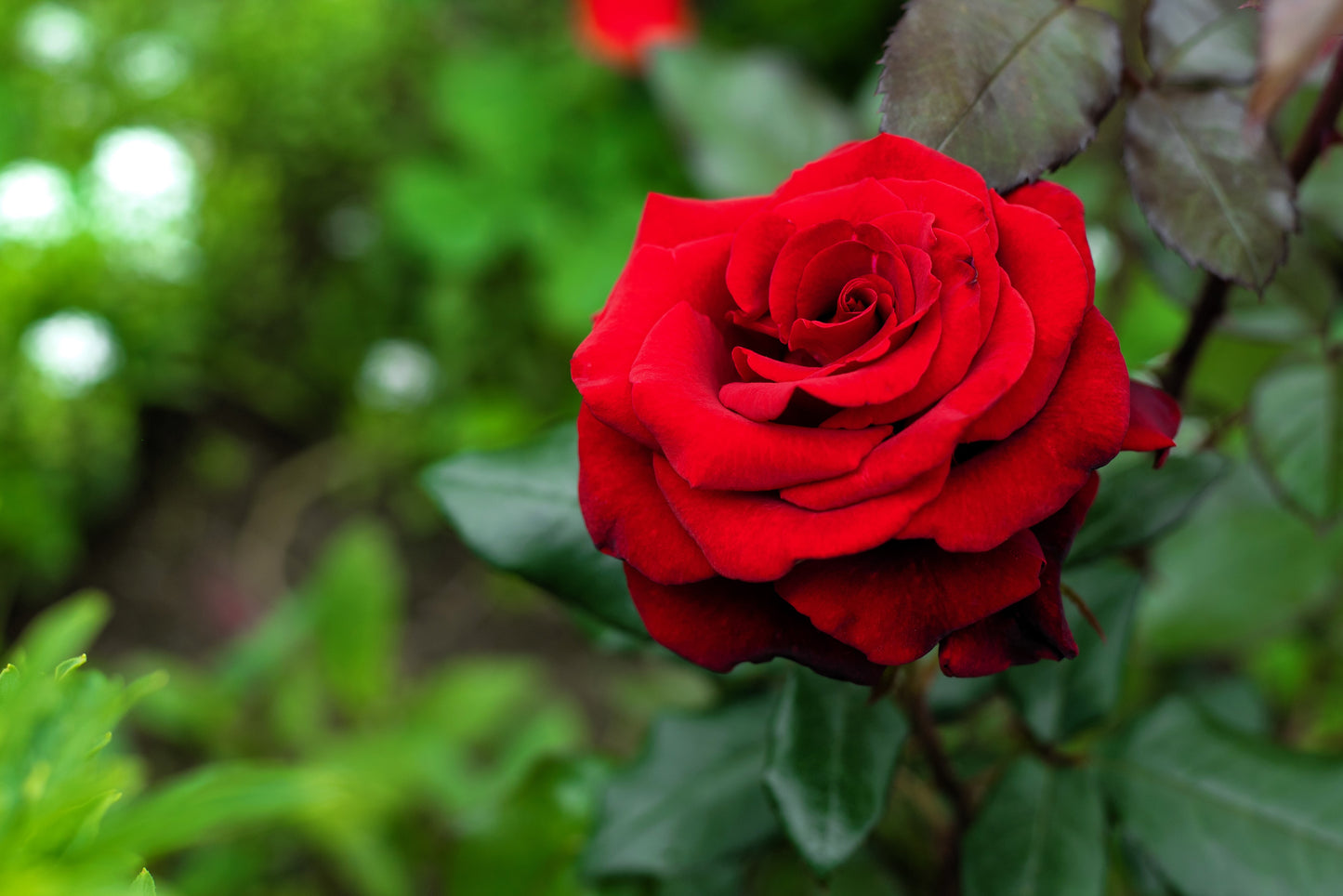 5 RED ROSE Rosa Bush Shrub Perennial Flower Seeds