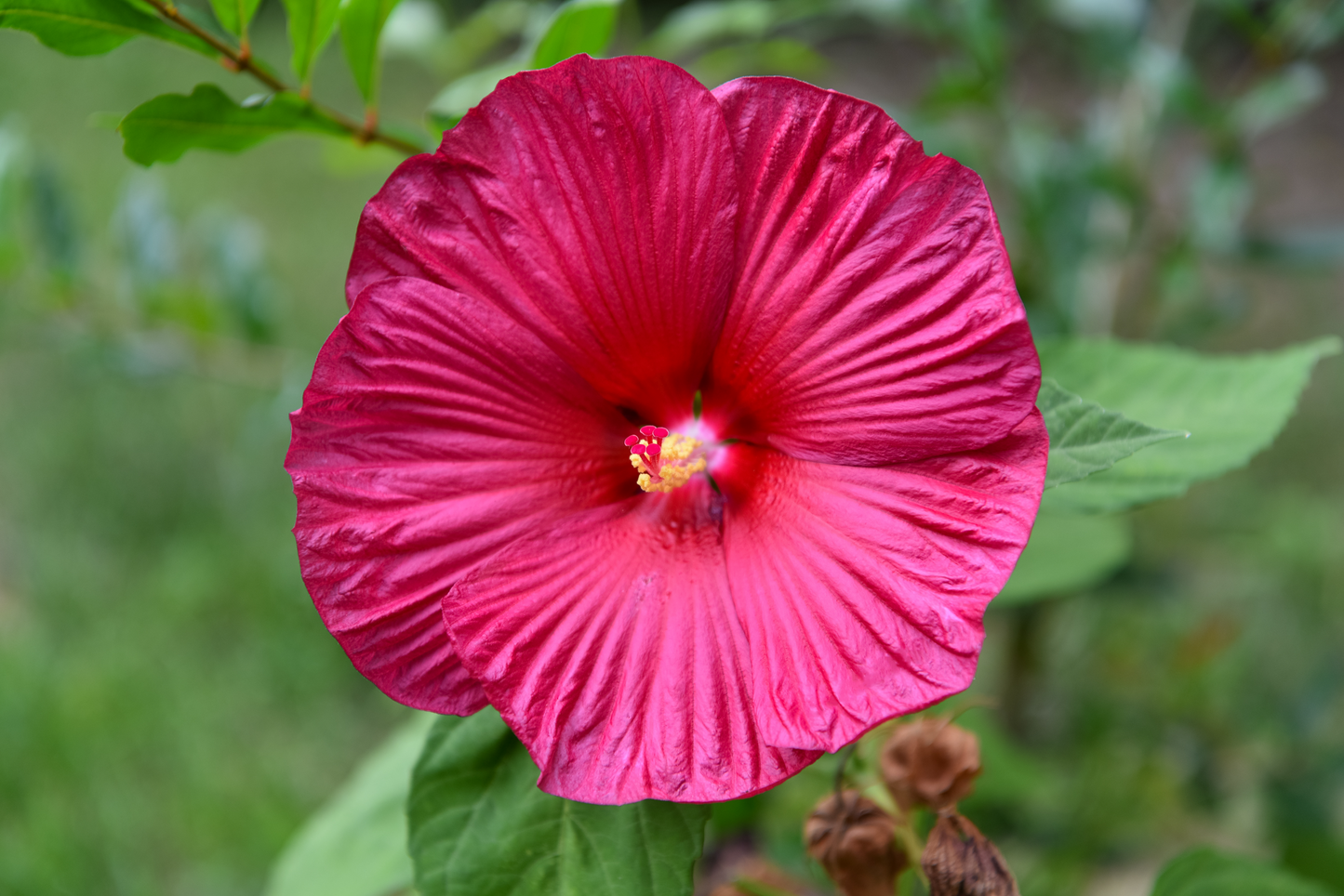 25 Grenache Vintage Hot PINK HARDY HIBISCUS Hibiscus Moscheutos Flower Seeds