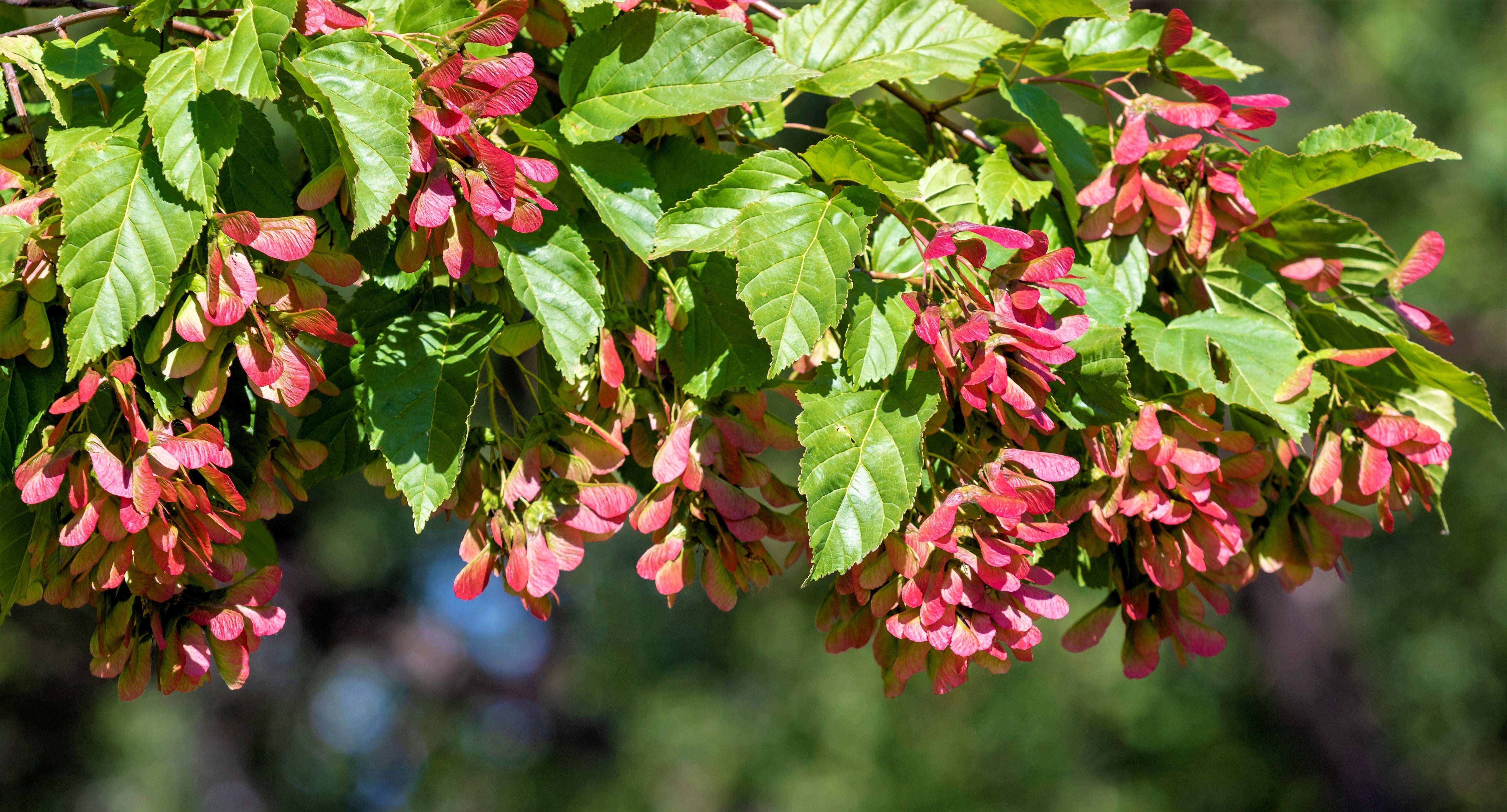 20 Tatarian FLAME MAPLE TREE Red Acer Tataricum Seeds – Seedville USA