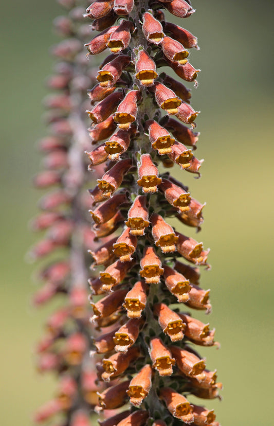20 MILK CHOCOLATE FOXGLOVE Spanish Digitalis Parviflora Red Brown Flower Seeds