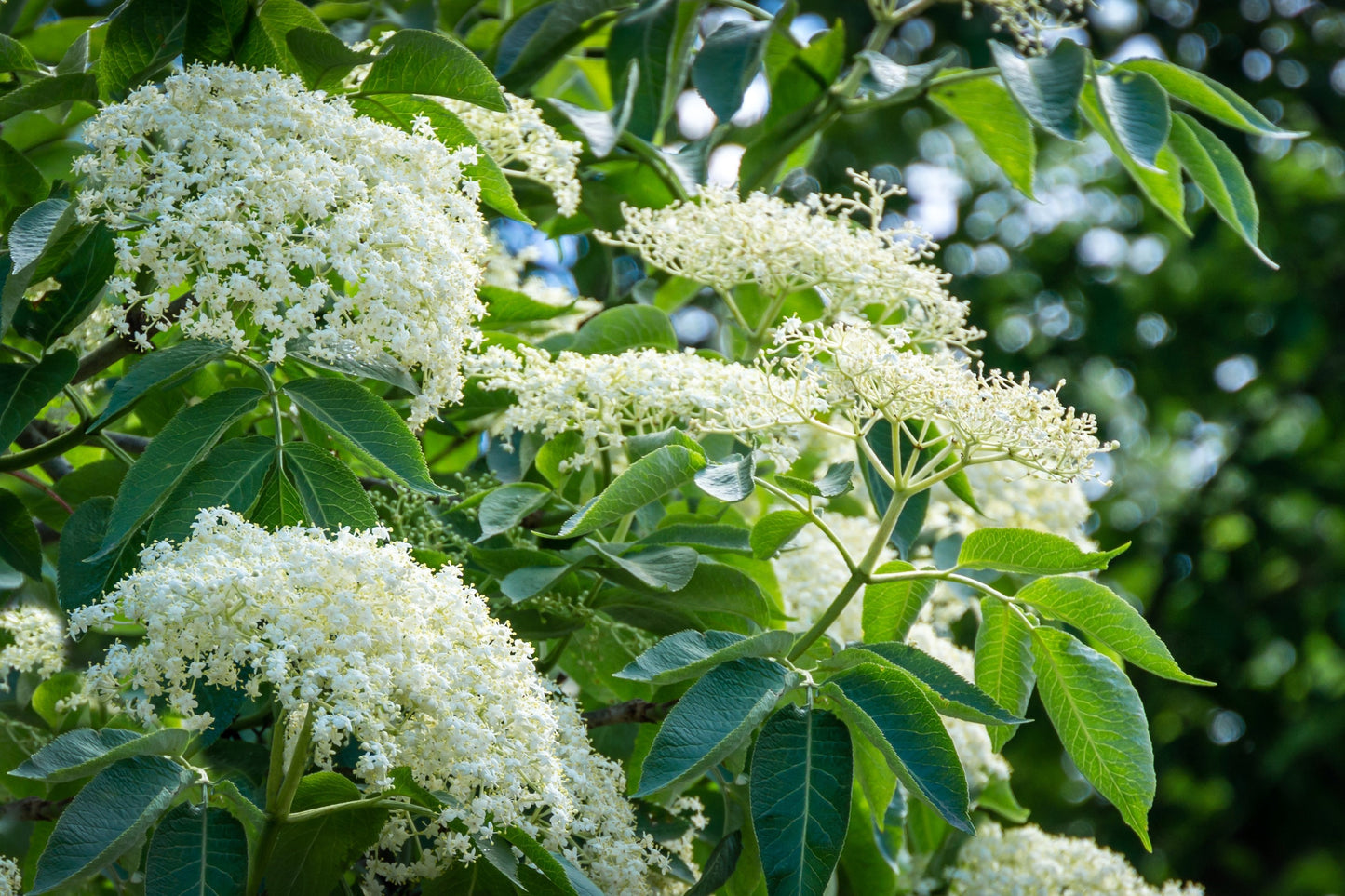 25 American ELDERBERRY FRUIT BUSH Shrub Tree Sambucus Nigra Seeds