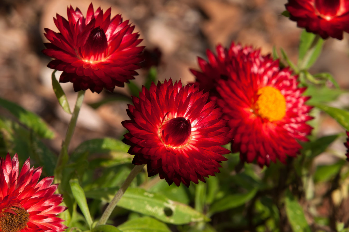 100 Red FIRE BALL STRAWFLOWER Helichrysum Monstrosum Flower Seeds