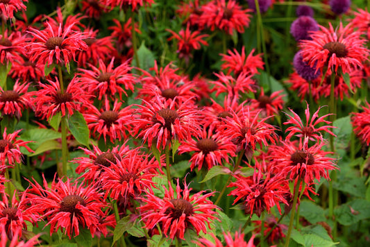 10 Panorama RED BEE BALM Monarda Didyma Oswego Tea Herb Flower Seeds