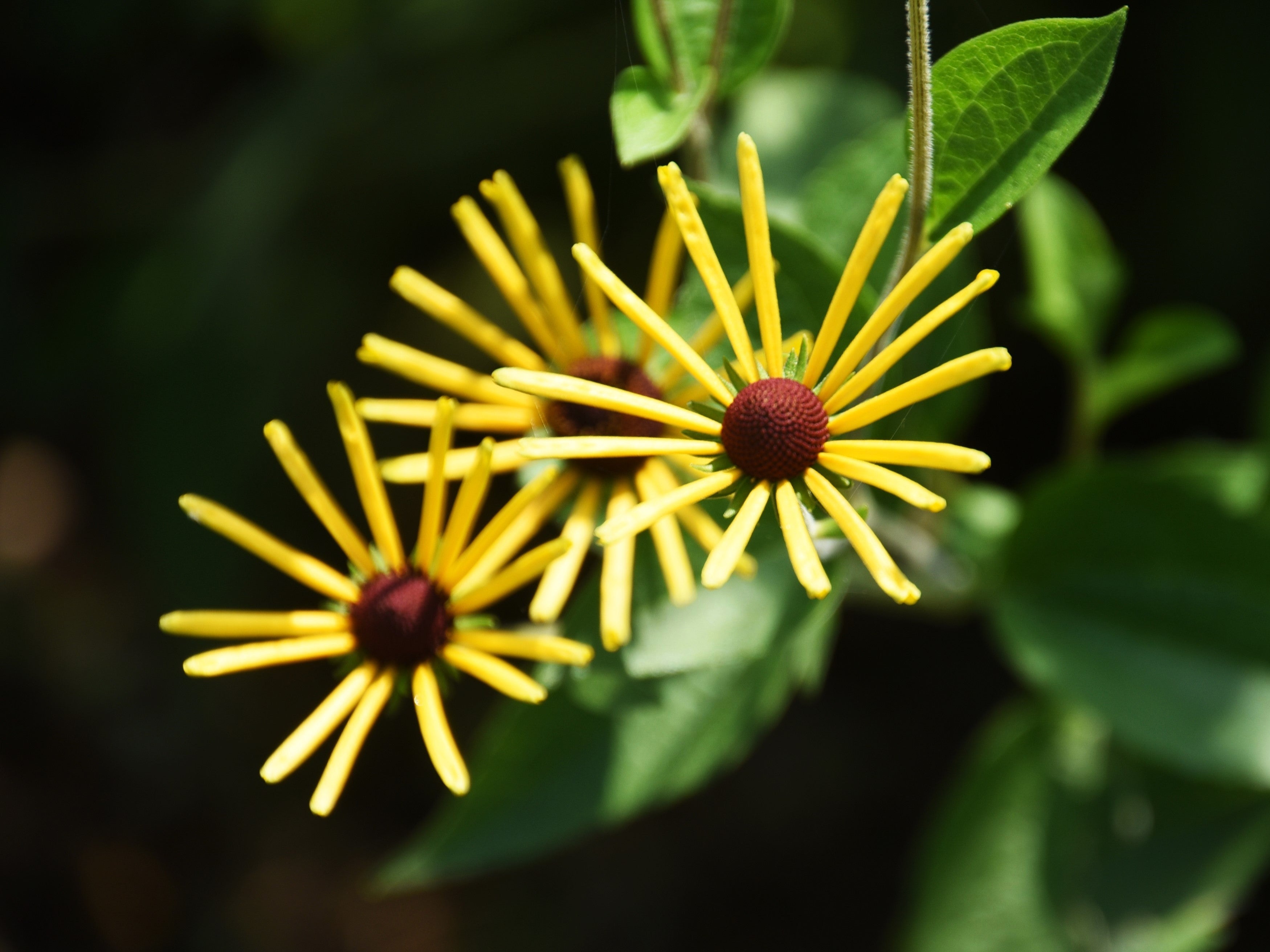 Sweet Coneflower - Thumbnail 2