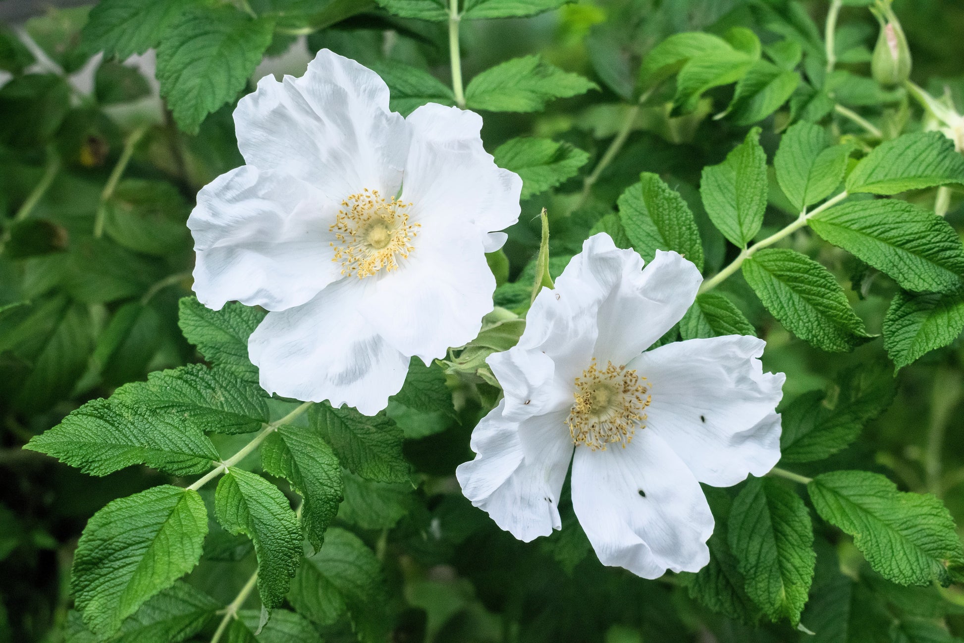 rosa rugosa seeds for sale 10 WHITE JAPANESE ROSE Rosa Rugosa Alba Bush Rugosa Rose Flower Seeds