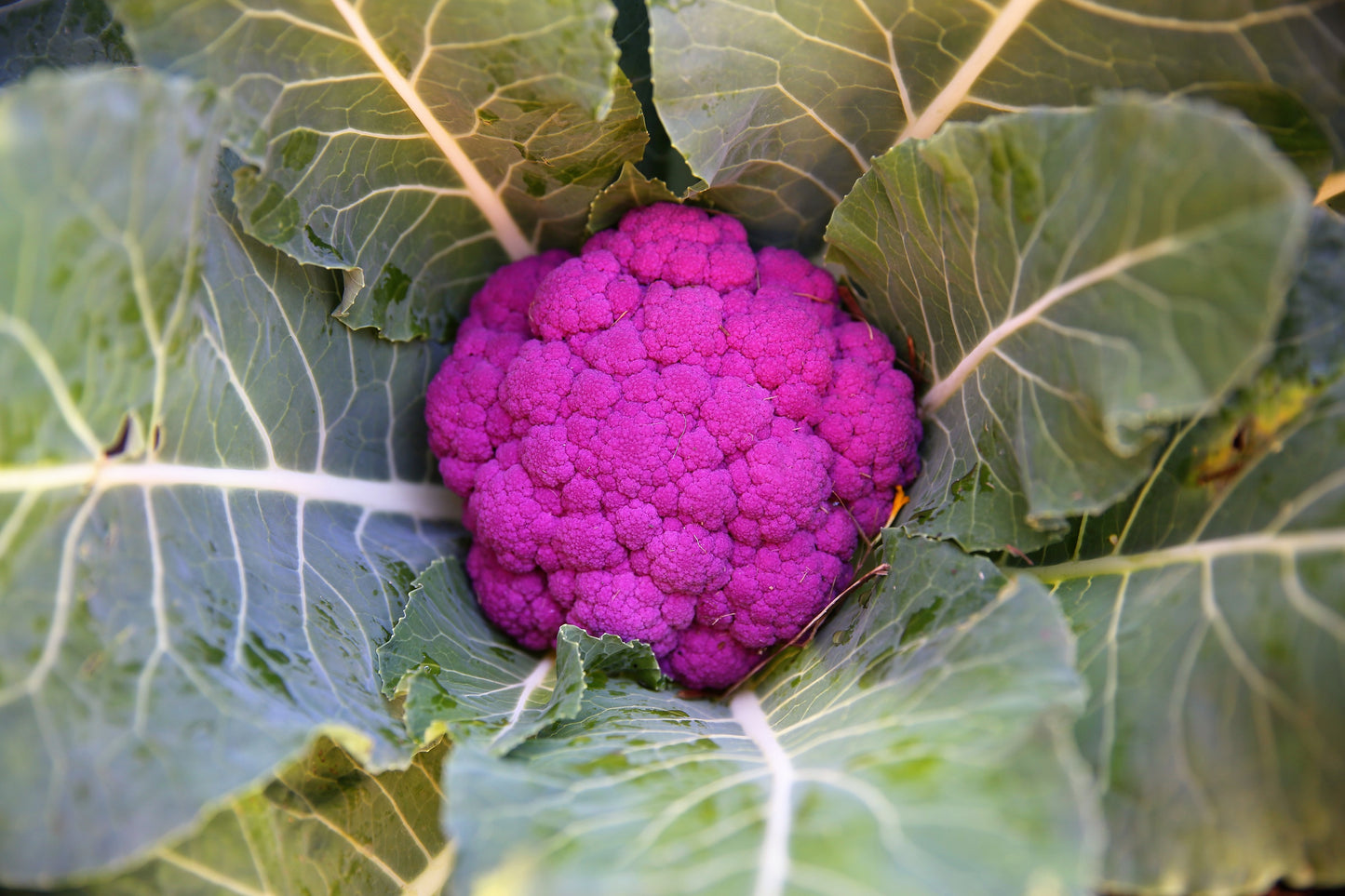 25 PURPLE CAULIFLOWER Violet Queen Brassica Oleracea Botrytis Vegetable Seeds