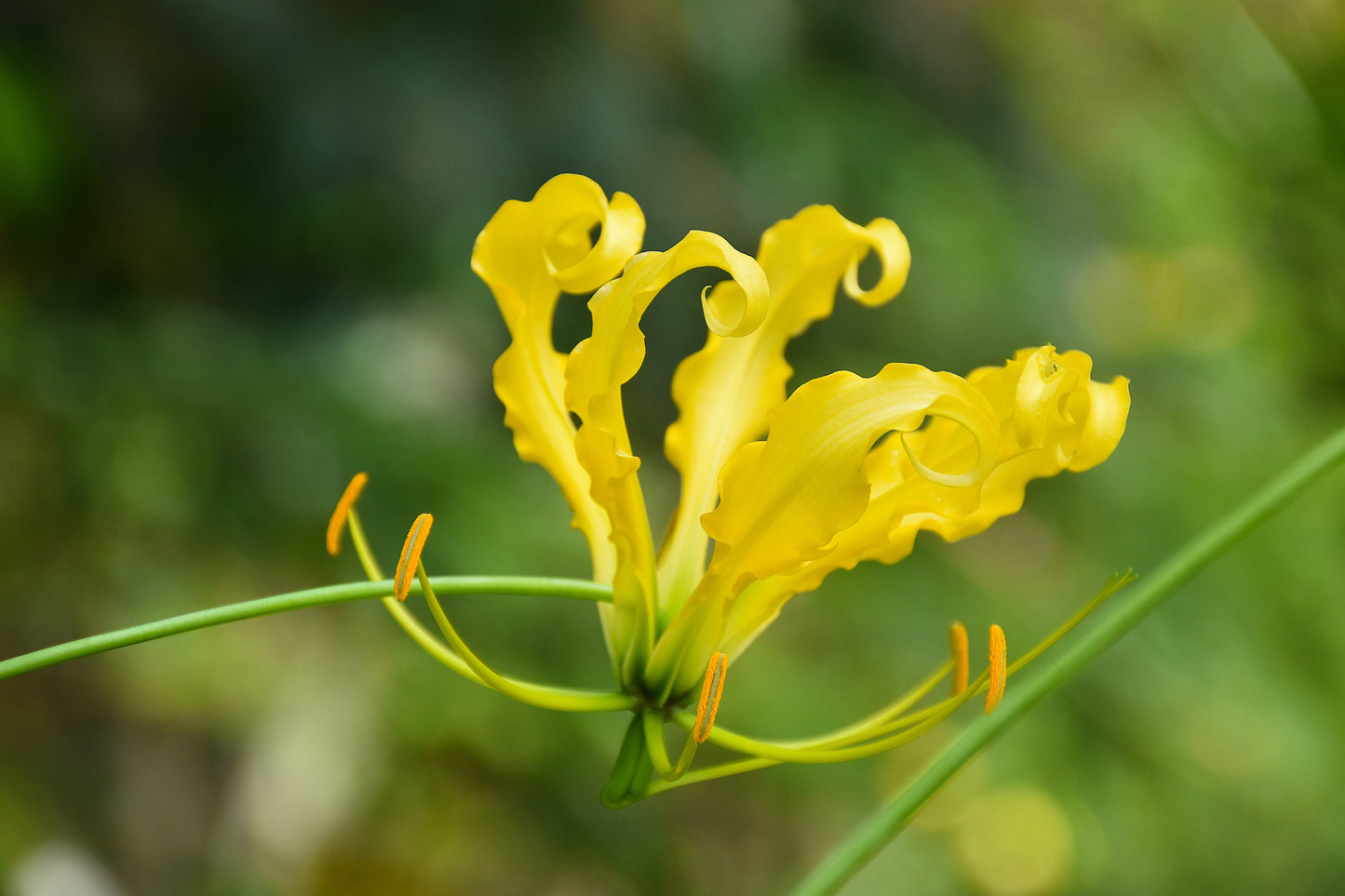 10 YELLOW GLORIOSA LILY Flame Lily Gloriosa Lutea Flower Vine Seeds