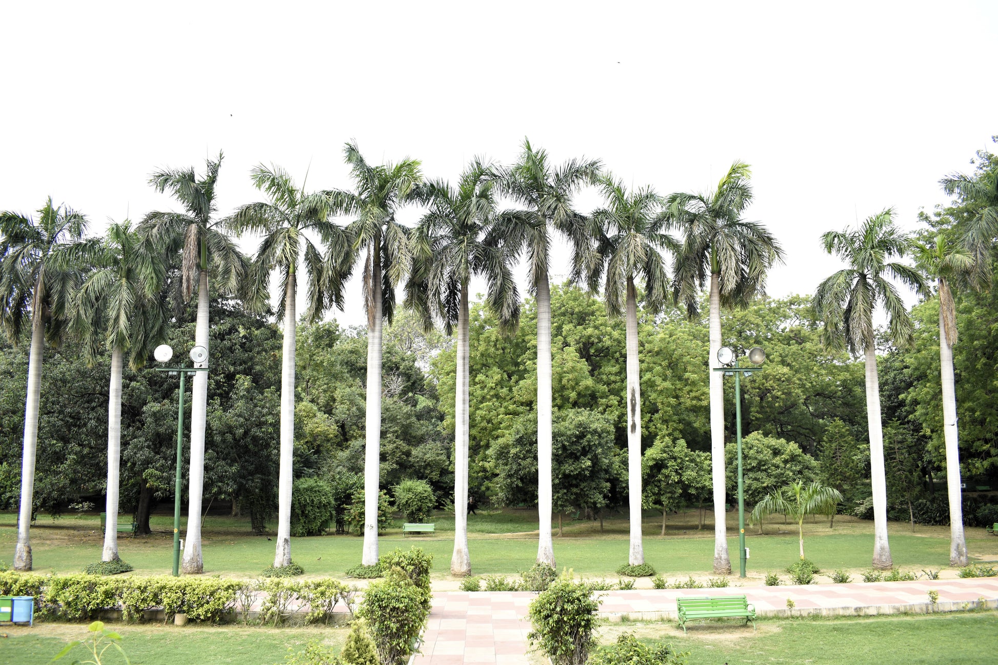 royal palm plant price 10 Florida ROYAL PALM Roystonea Regia Tree Houseplant Seeds – Seedville USA
