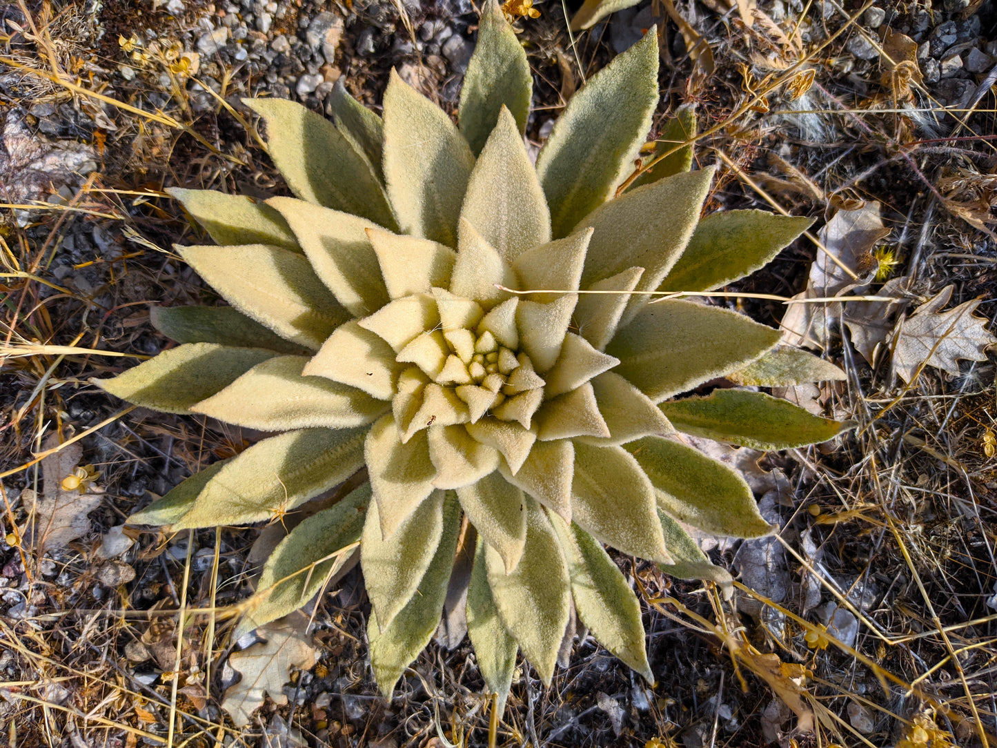50 WEDDING CANDLES VERBASCUM Chaixii Album Mullein White Purple Flower Seeds
