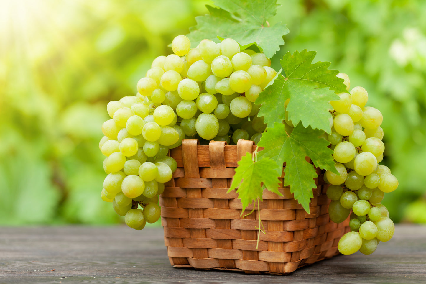 50 GREEN (Dessert / Table) GRAPE Vitis Vinifera Fruit Vine Seeds