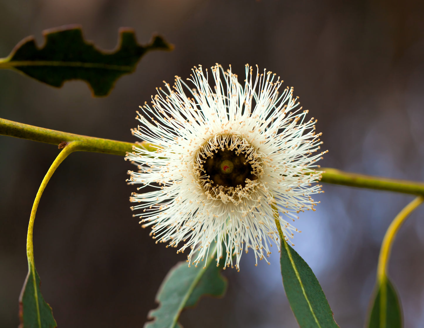 25 TASMANIAN Blue Gum TREE / EUCALYPTUS Globulus Flower Seeds