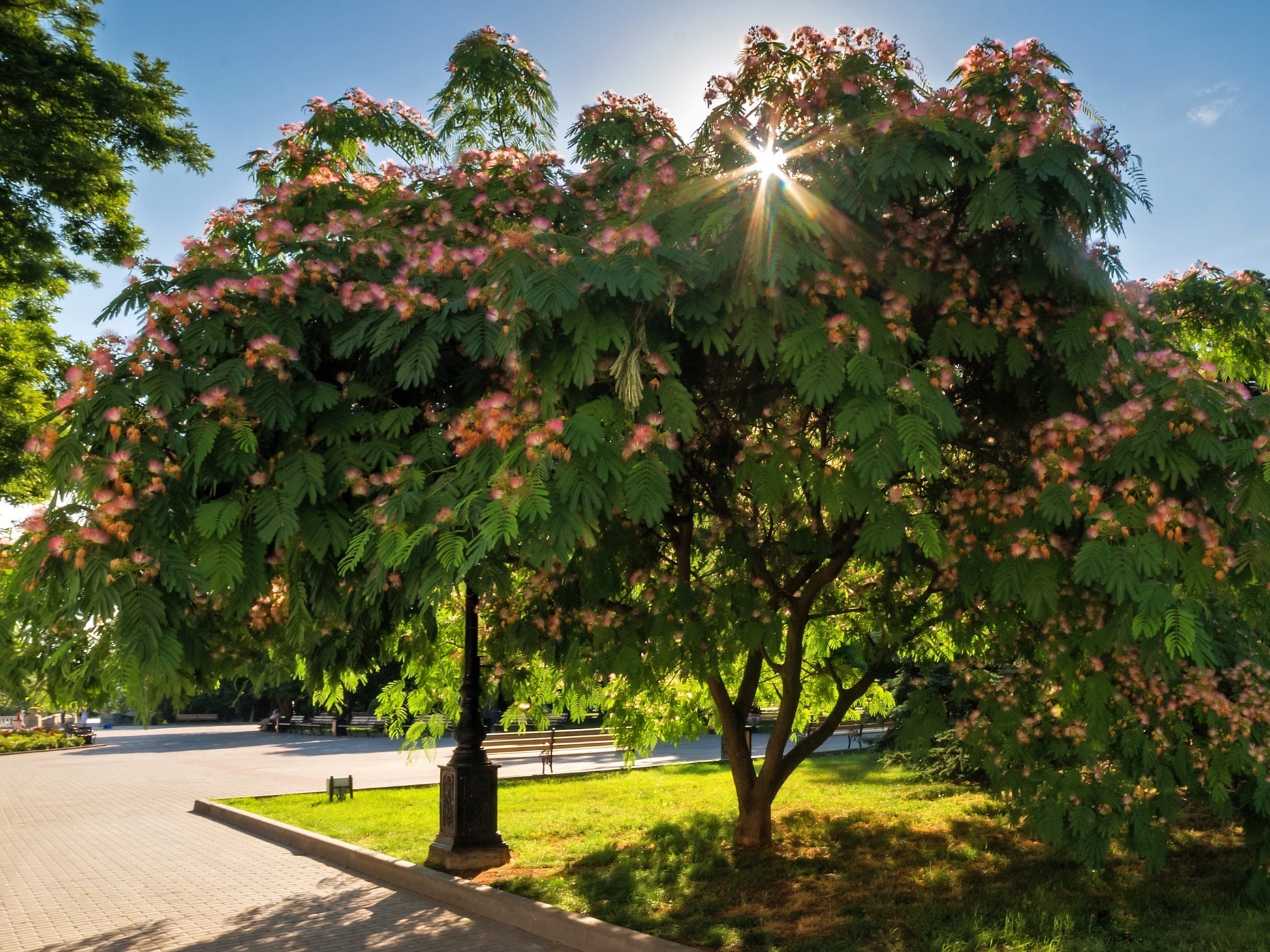 mimosa silk tree bonsai 25 MIMOSA / Persian SILK TREE Albizia Julibrissin Seeds – Seedville USA