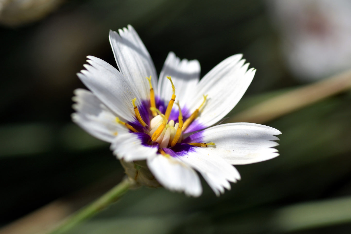 25 WHITE CUPID'S DART Love Plant Catananche Caerulea Flower Seeds