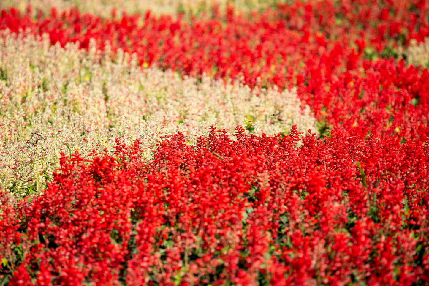 100 MIXED COLORS SALVIA Splendens Red Purple White Pink Sage Flower Seeds