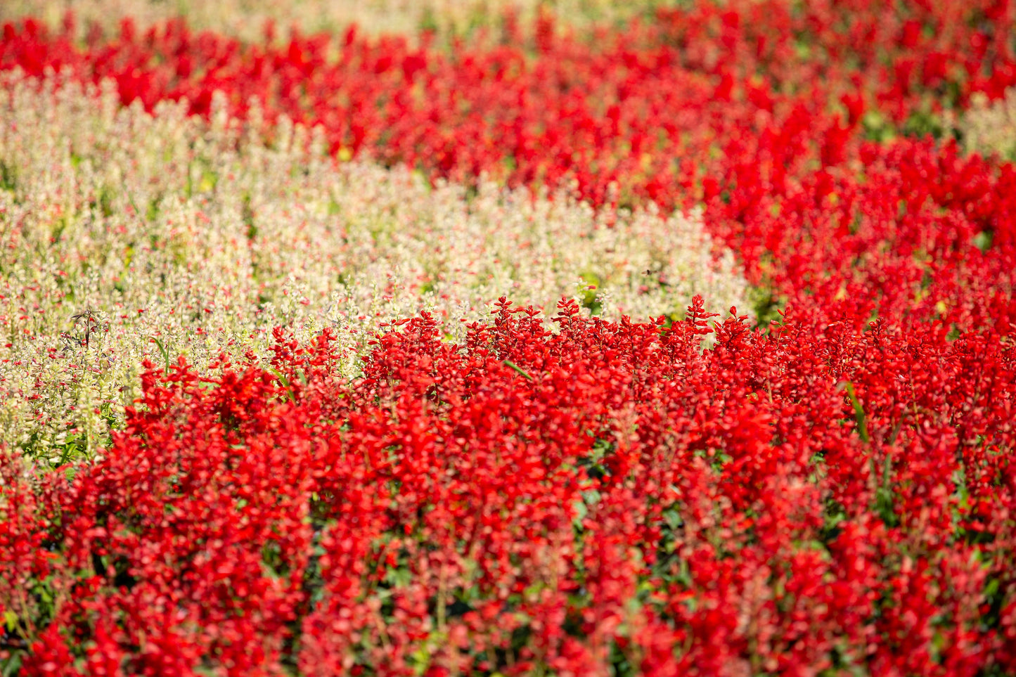 50 RED SALVIA Splendens St. John's Fire Scarlet Sage Flower Seeds