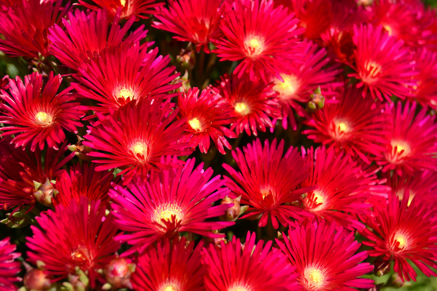 100 Gelato Bright RED ICE PLANT Mesembryanthemum Daisy Livingstone Flower Seeds