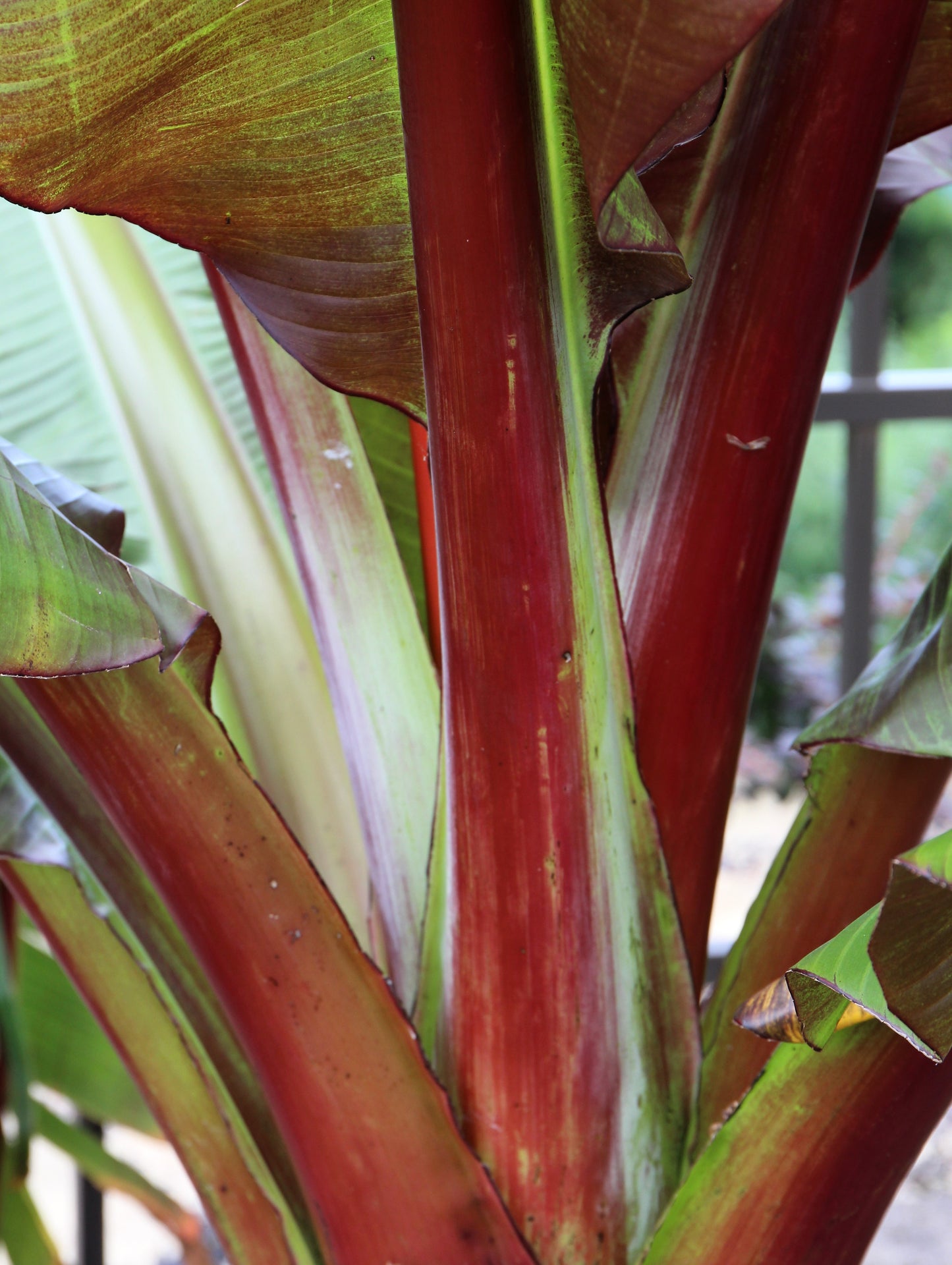 5 RED ABYSSINIAN BANANA Musa Ensete Ventricosum Flowering Fruit Tree Seeds