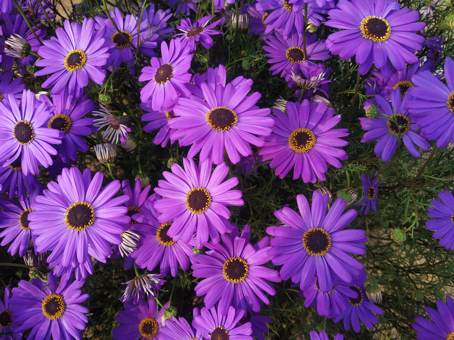 200 Mixed Colors SWAN RIVER DAISY Brachyscome Iberidifolia Flower Seeds