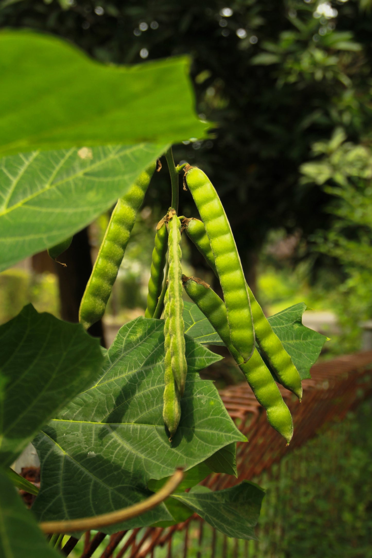 jicama seeds for planting 20 JICAMA Mexican Yam Bean Potato Bean Pachyrhizus Erosus Vining Legum – Seedville USA