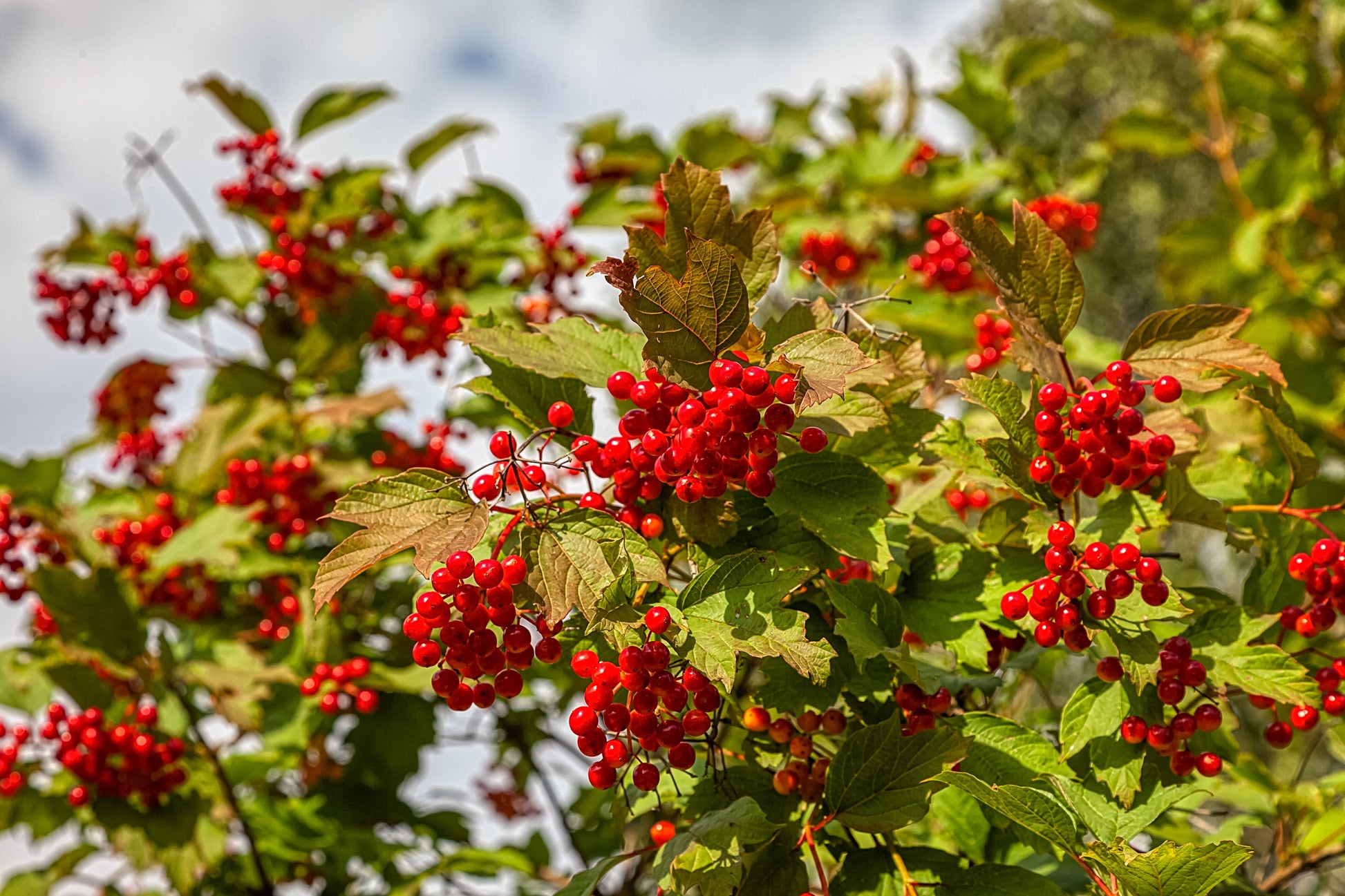guelder rose seeds 30 EUROPEAN CRANBERRY / SNOWBALL Tree Guelder Rose Viburnum Opulus Red Fruit White Flower Seeds