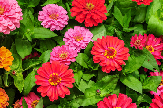 250 EXQUISITE ZINNIA Elegans Changes Color Red - Hot Pink Pale Pink Flower Seeds