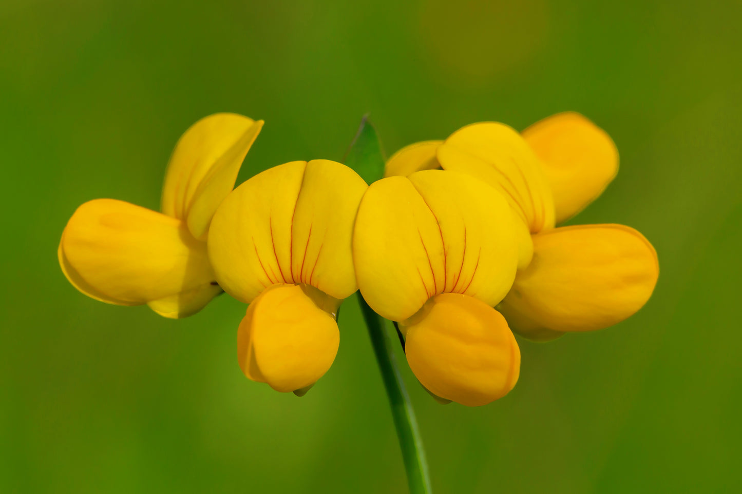 200 BIRDS FOOT TREFOIL (Birdfoot Deervetch / Cats Clover / Ground Honeysuckle) Lotus Corniculatus Fabaceae Flower Seeds