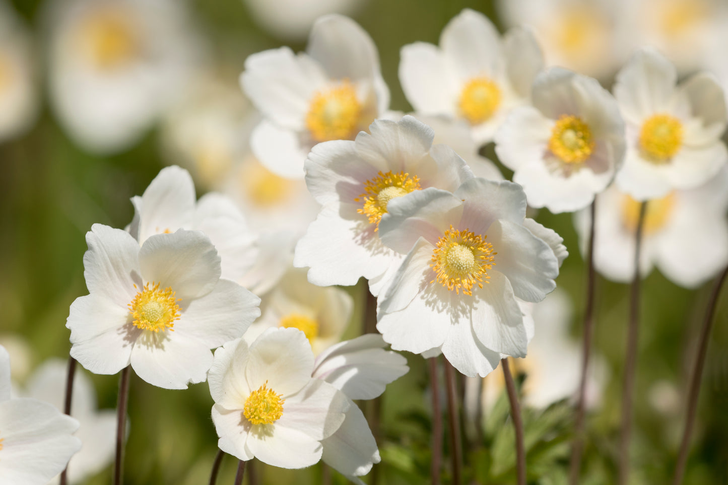 5 MADONNA ANEMONE Sylvestris White & Yellow Flower Seeds