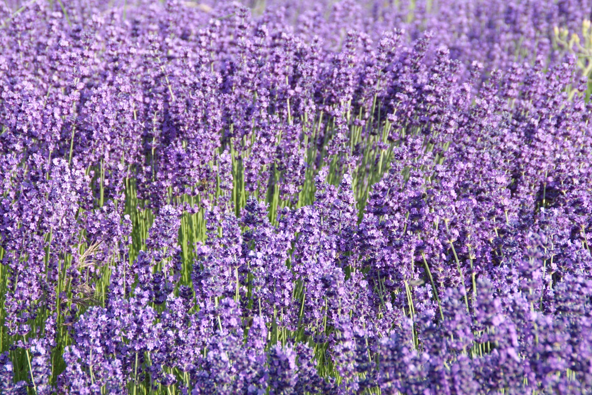 vera lavender plant 500 True ENGLISH LAVENDER VERA Lavandula Angustifolia Vera Herb Purple – Seedville USA