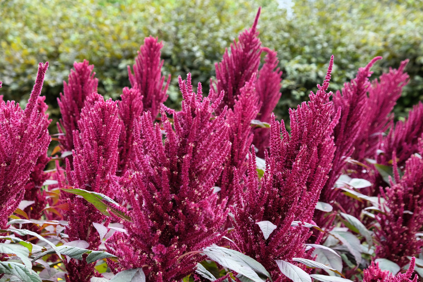 250 PRINCES FEATHER AMARANTHUS Cruentus Oeschberg Purple Red Flower Herb Seeds