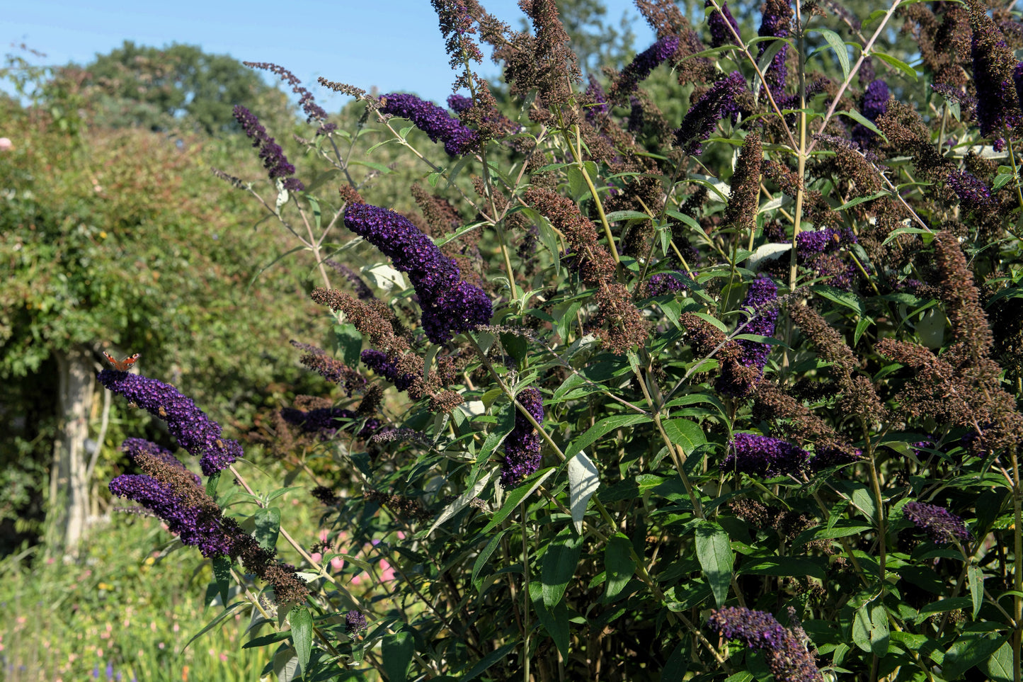 50 Dark PURPLE BUTTERFLY BUSH Buddleia Davidii Hummingbird Shrub Fragrant Flower Seeds