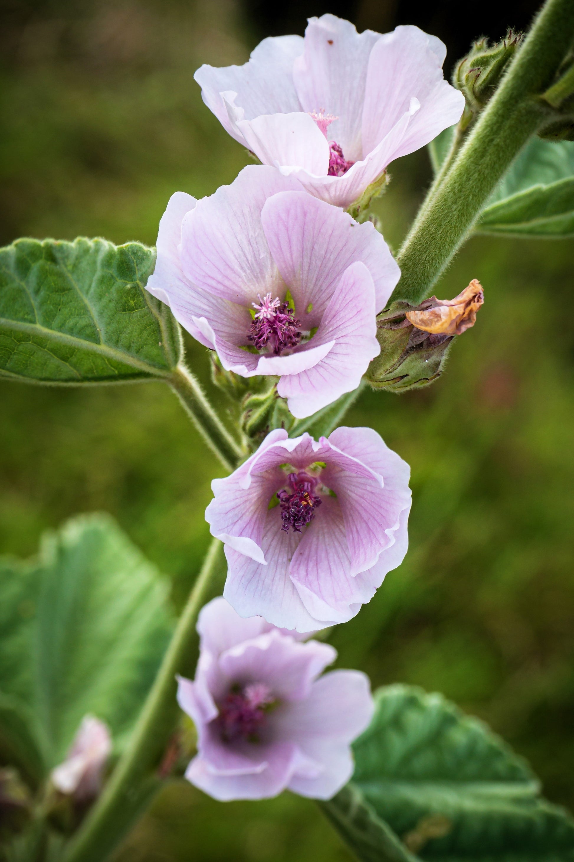 mallow flower seeds 50 WHITE MARSH MALLOW Althaea Officinalis Flower Seeds