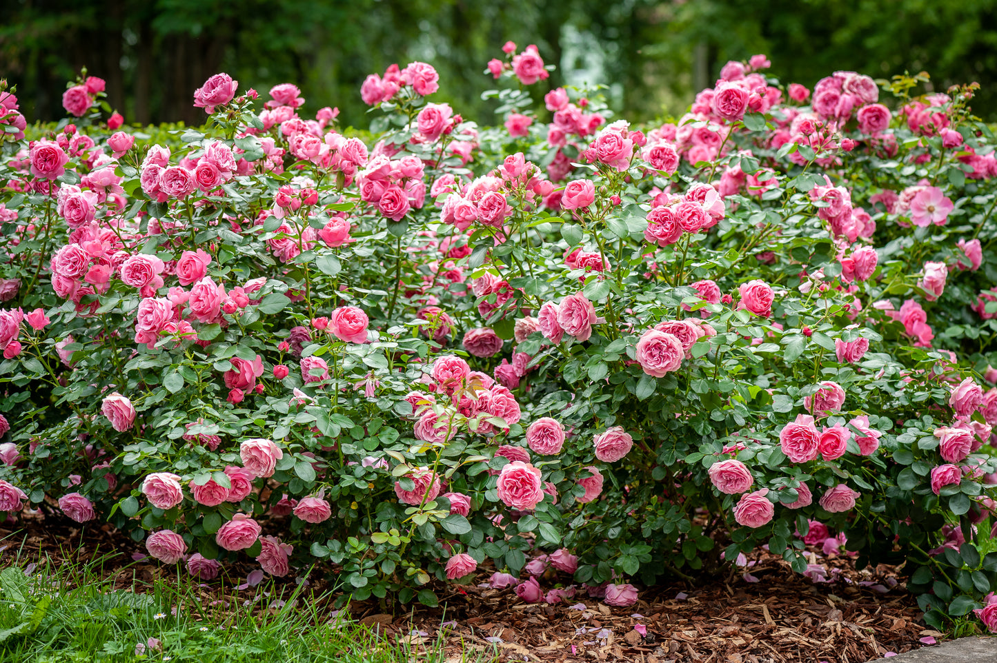 5 PINK ROSE Rosa Bush Shrub Perennial Flower Seeds