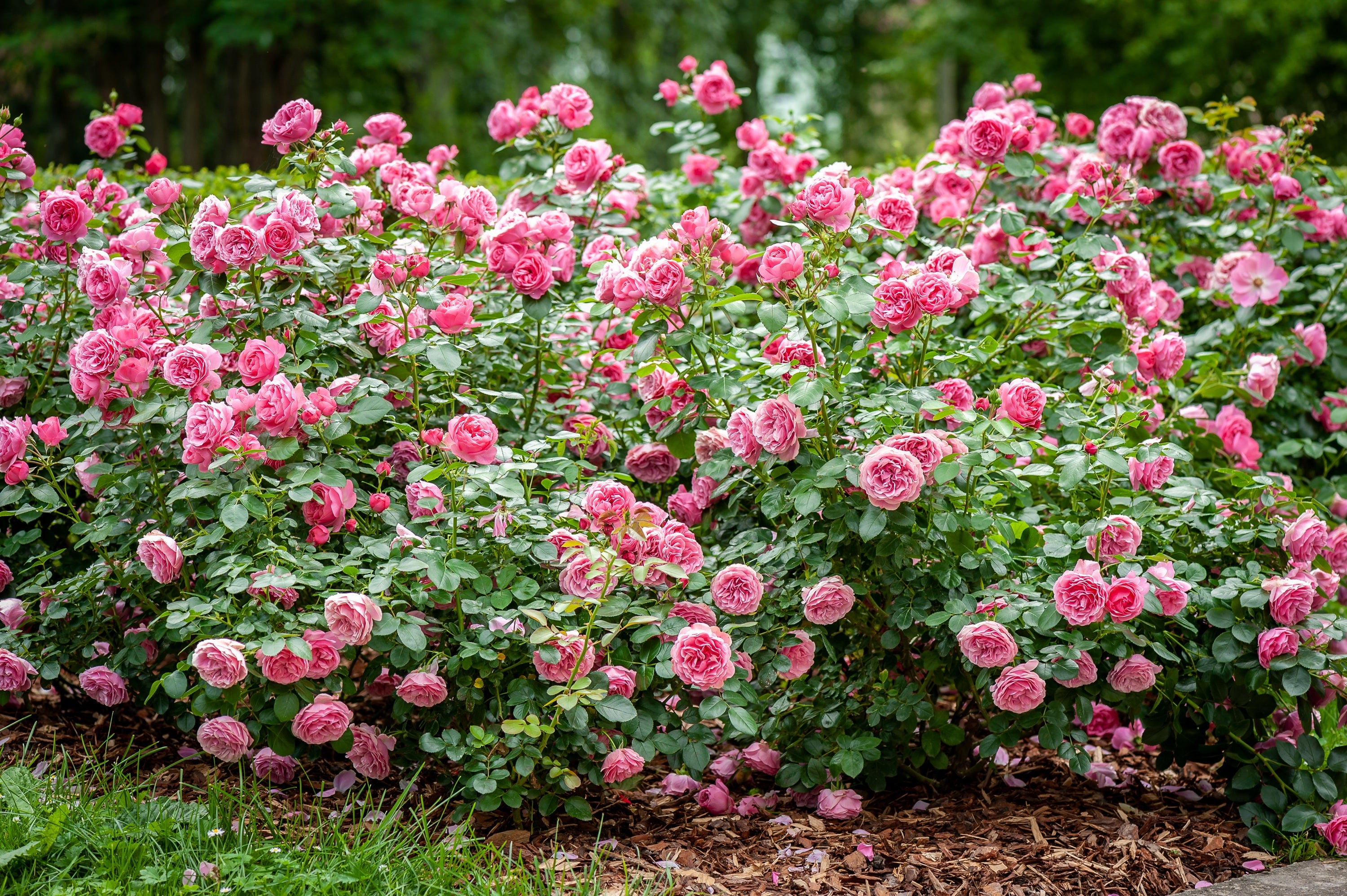 5 PINK ROSE Rosa Bush Shrub Perennial Flower Seeds – Seedville USA
